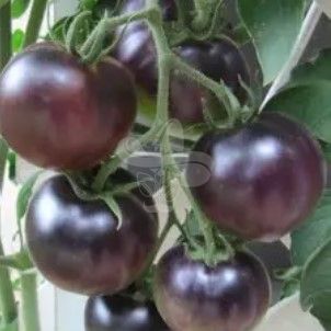 Насіння томату Біг Блек, 0,3 г