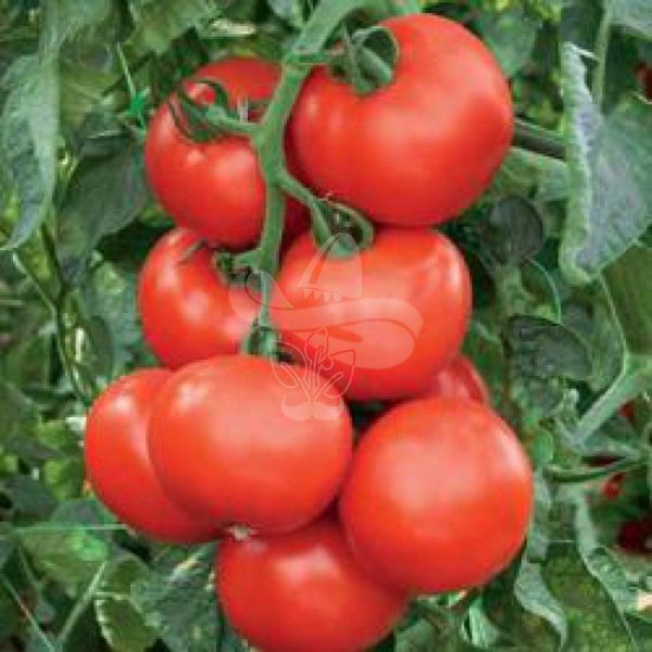 Насіння томату Абелус F1, 100 насінин