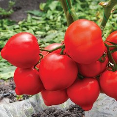 Насіння томату Агіліс F1, 500 шт