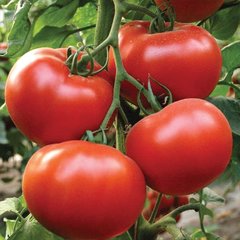 Насіння томату Аксіома F1, 500 шт