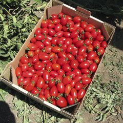 Насіння томату Брісколіно F1 коктейльний, 20 насінин