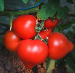 Насіння томату Арон F1, 500 шт