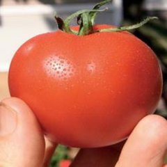 Насіння томату Айвенго F1, 100 насінин