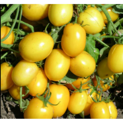Насіння жовтого томату Єлоу Рівер F1, 10 насінин