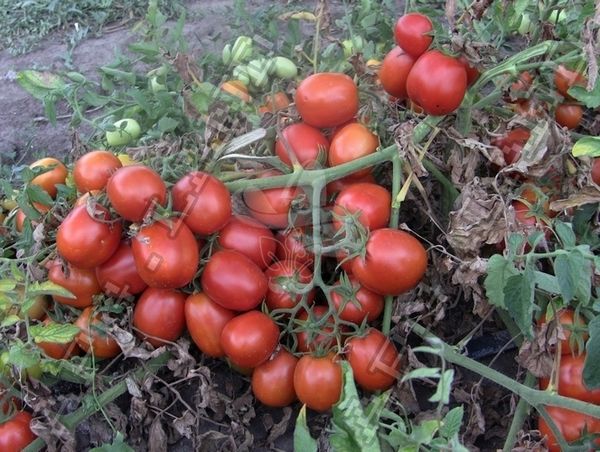 Насіння томату Астерікс F1, 2500 насінин