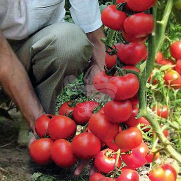 Насіння томату Айвенго F1, 100 насінин