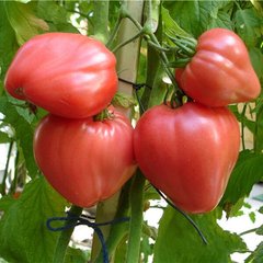 Насіння рожевого томату Бичаче Сердце, 0,3 г