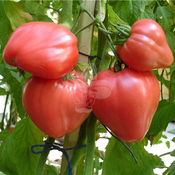 Насіння рожевого томату Бичаче Сердце, 0,3 г