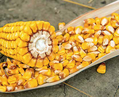 Семена кукурузы ЛГ 30315