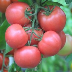 Насіння рожевого томату Торбей F1, 1000 шт