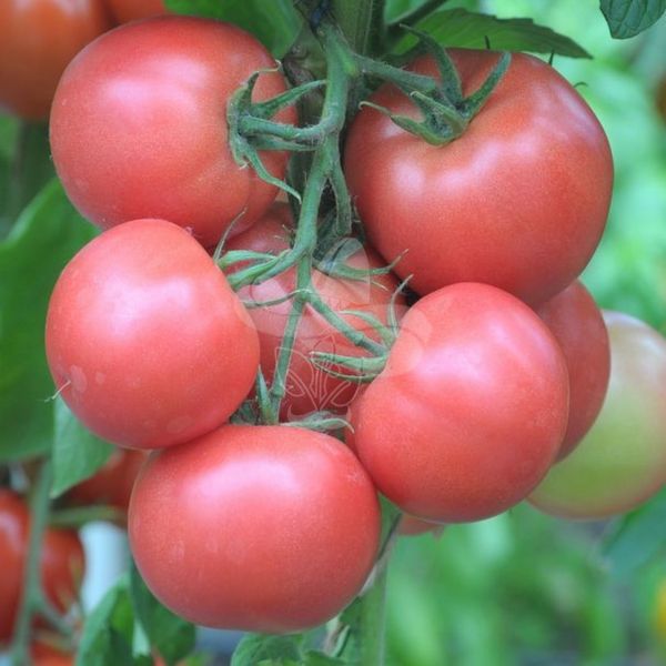Насіння рожевого томату Торбей F1, 1000 шт