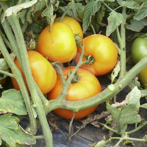 Насіння жовтого томату Світ Сан F1, 500 шт