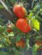 Насіння рожевого томату Саймон F1, 500 шт