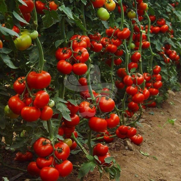 Насіння томату Аламіна 73-672 F1, 100 насінин