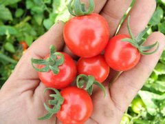 Насіння томату Стромболіно чері, F1, 20 насінин