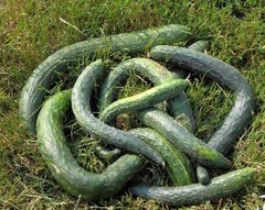 Насіння огірка Китайський змій, 20 насінин