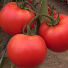 Насіння томату Анненфелд F1, 100 насінин