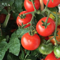 Насіння томату Девіс 82, 0,5 г