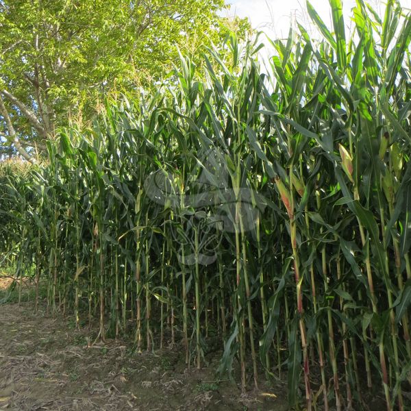 Насіння кукурудзи Манакор