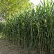 Насіння кукурудзи Манакор