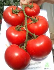 Насіння томату Аттія 73-667 F1, 100 насінин