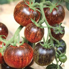 Насіння томату Галаксі F1, 1000 насінин