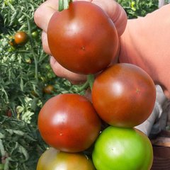Насіння томату Сіліврі F1, 100 шт