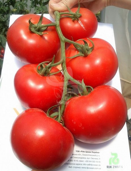 Насіння томату Аттія 73-667 F1, 100 насінин
