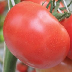Насіння томату Інкріз F1, 1000 насінин
