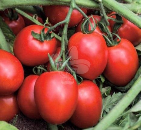 Насіння томату Діно F1, 1000 шт