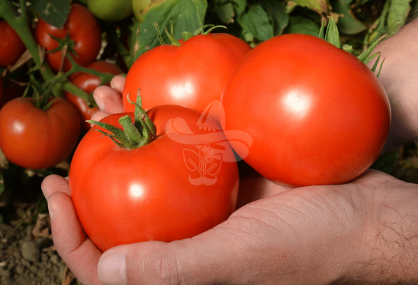 Насіння томату Ігранда, 0,5 г