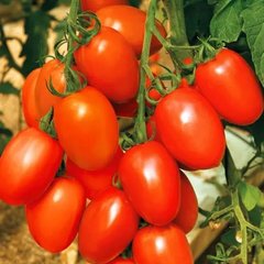 Насіння томату Гранадеро F1, 250 шт