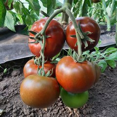 Насіння томату Керук F1 , 100 шт