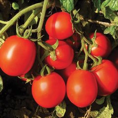 Насіння томату Форсаж F1, 1000 шт