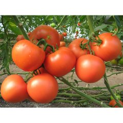 Насіння томату Квікфаєр F1, 1000 насінин