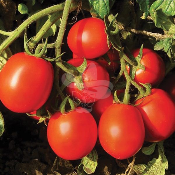 Насіння томату Форсаж F1, 1000 шт