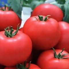 Насіння томату Беллавіза F1, 100 насінин