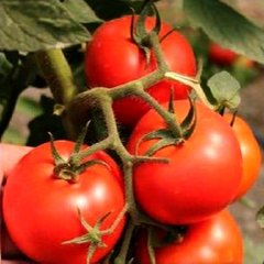 Насіння томату Соренто F1, 250 шт