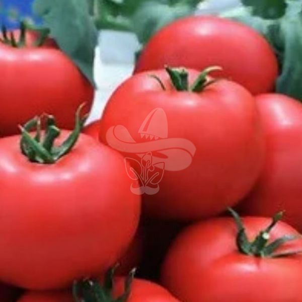 Насіння томату Беллавіза F1, 100 насінин
