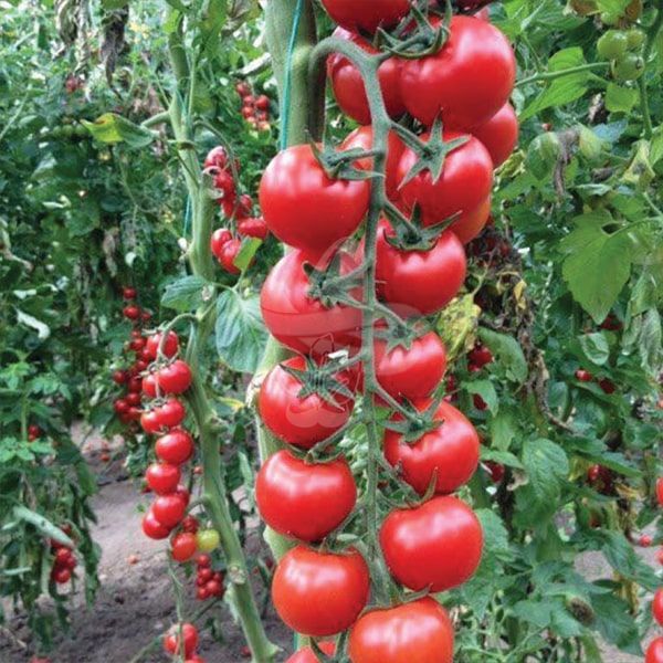 Насіння томату Сакура F1, 250 шт
