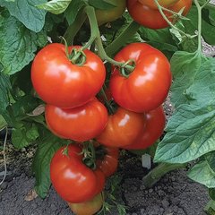 Насіння томату Джем F1, 100 шт