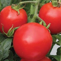 Насіння томату Кемпбел, 0,5 г