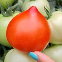 Насіння томату Лагранж F1, 100 шт