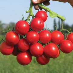 Насіння томату Руфус F1, 1000 насінин