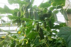 Вирощування та догляд за огірками в теплиці