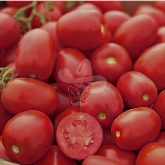 Насіння томату П'єтра Росса F1, 1000 шт