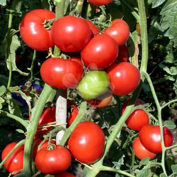 Насіння томату Кемпбел, 0,5 г