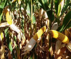 Семена кукурузы ЛГ 31284