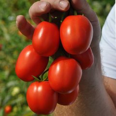 Насіння томату Мегрез F1, 1000 шт