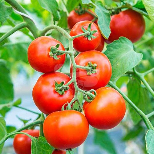 Насіння томату Толстой F1, 1000 шт